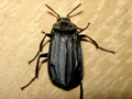 Necrodes littoralis